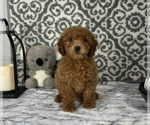 Cavapoo Puppy for sale in FRANKLIN, IN, USA