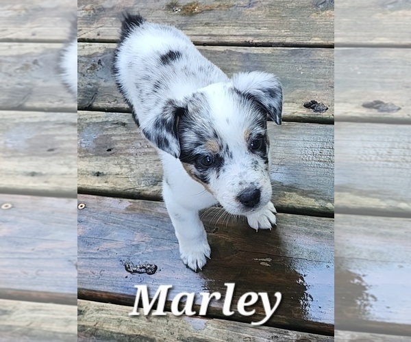 Medium Photo #1 Texas Heeler Puppy For Sale in UTICA, NY, USA