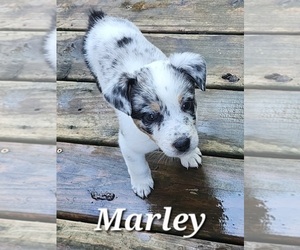 Texas Heeler Puppy for sale in UTICA, NY, USA