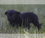 Small #3 Chihuahua