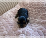 Small Photo #37 Yorkipoo Puppy For Sale in ARLINGTON, TX, USA