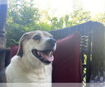 Small #1 Beagle Mix