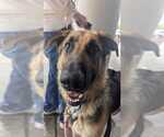 Small #2 German Shepherd Dog