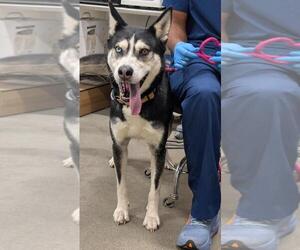 Siberian Husky Dogs for adoption in Forestville, MD, USA