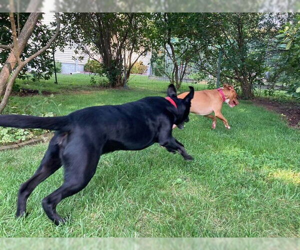 Medium Photo #24 American Pit Bull Terrier-Blue Lacy Mix Puppy For Sale in Rockaway, NJ, USA
