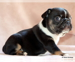 Small #3 French Bulldog