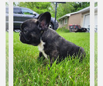 Small #1 French Bulldog