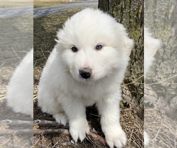 Medium Photo #4 Great Pyrenees Puppy For Sale in CANOGA, NY, USA