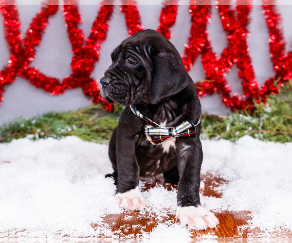 Medium Photo #10 Great Dane Puppy For Sale in WAKARUSA, IN, USA