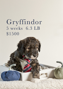 Medium Photo #4 Aussiedoodle Puppy For Sale in MONTROSE, CO, USA
