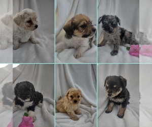 Wapoo Puppy for sale in SENECA FALLS, NY, USA