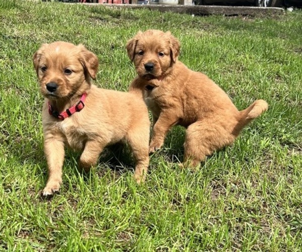 Medium Photo #8 Golden Retriever Puppy For Sale in ALLEGAN, MI, USA