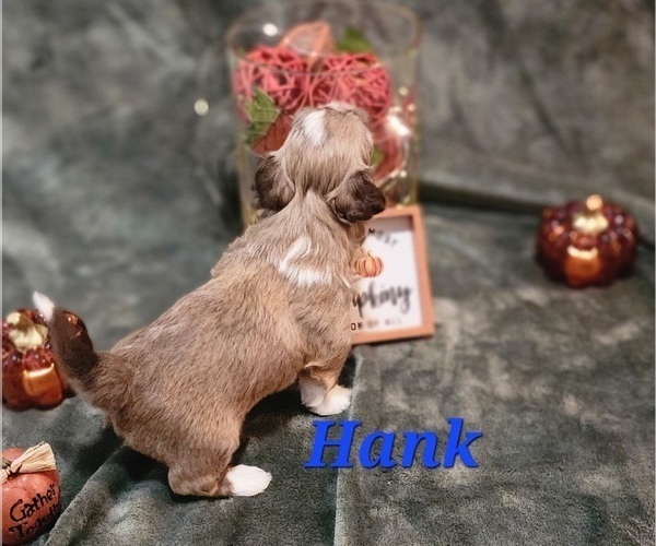 Medium Photo #3 Havanese Puppy For Sale in ALBION, PA, USA