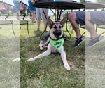 Small Photo #3 German Shepherd Dog-Unknown Mix Puppy For Sale in Columbus, IN, USA