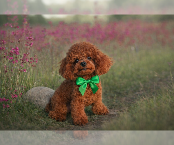 Medium Photo #1 Maltipoo (Toy) Puppy For Sale in RANCHO BERNARDO, CA, USA