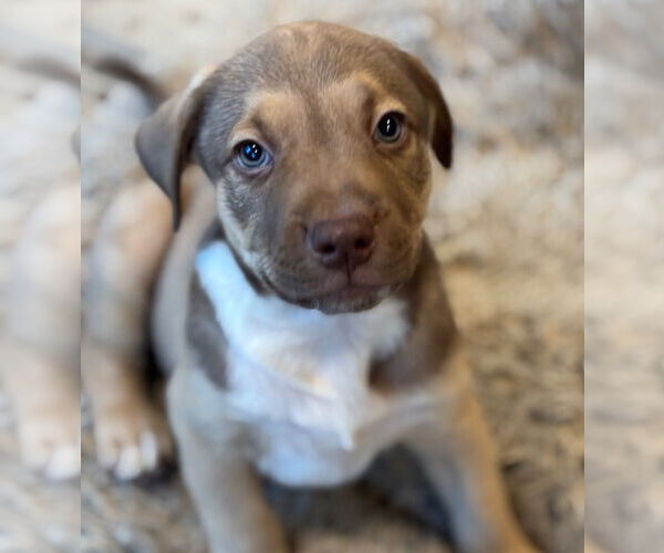 Medium Photo #6 Mutt Puppy For Sale in Canton, CT, USA