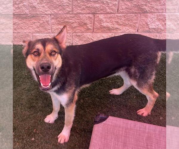 Medium Photo #14 German Shepherd Dog-Unknown Mix Puppy For Sale in Rockwall, TX, USA