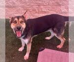 Small #13 German Shepherd Dog Mix