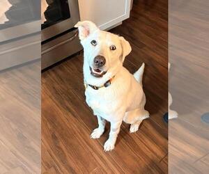 Labrador Retriever Mix Dog for Adoption in Coldwater, Michigan USA