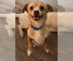 Chihuahua Dogs for adoption in MIDWAY, UT, USA