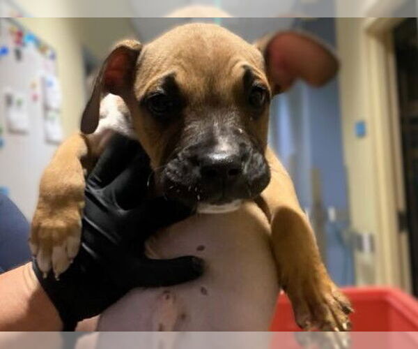 Medium Photo #1 Boxer-Unknown Mix Puppy For Sale in Orange, CA, USA