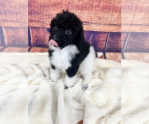 Poodle (Standard) Puppy for Sale in URBANA, Missouri USA