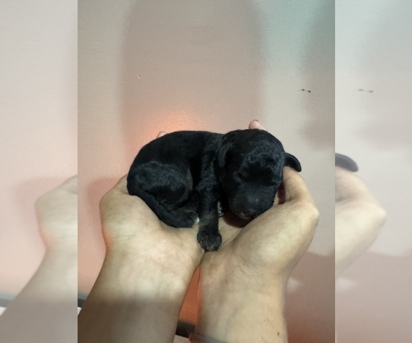 Medium Photo #2 Poodle (Standard) Puppy For Sale in LONGMONT, CO, USA