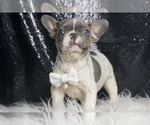 Small #4 French Bulldog