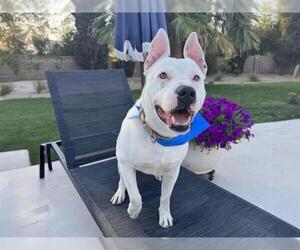 Dogo Argentino-Unknown Mix Dogs for adoption in Las Vegas, NV, USA