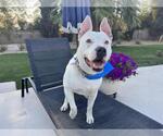 Small Dogo Argentino Mix