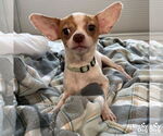 Small #7 Chihuahua Mix