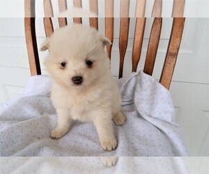 Pomsky Puppy for sale in BATTLE CREEK, MI, USA