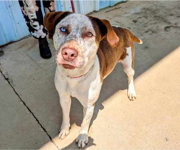 Medium Photo #2 Catahoula Leopard Dog-Unknown Mix Puppy For Sale in Anniston, AL, USA