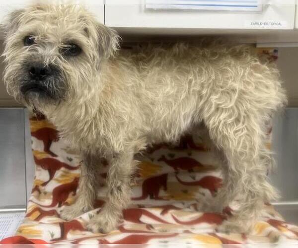 Medium Photo #1 Border Terrier Puppy For Sale in HESPERIA, CA, USA
