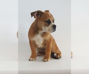 Bulldog Puppy for sale in LINDEN, VA, USA