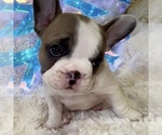 Small Photo #25 French Bulldog Puppy For Sale in WEXFORD, PA, USA