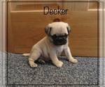 Puppy 2 Pug