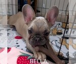 Small Photo #8 French Bulldog Puppy For Sale in MCKINLEYVILLE, CA, USA