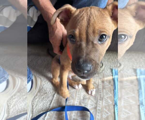 Medium Photo #2 Mutt Puppy For Sale in Farmington, MN, USA