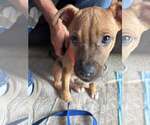 Small #1 Mutt