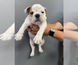 Bulldog Puppy for sale in LOS ANGELES, CA, USA