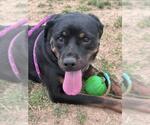 Small Rottweiler