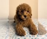 Small Photo #4 Double Doodle Puppy For Sale in FRANKLIN, IN, USA
