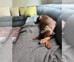 Small #1 Doberman Pinscher