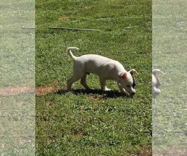 Medium Photo #4 Chihuahua-Unknown Mix Puppy For Sale in Arlington, WA, USA
