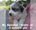 Small Photo #33 Great Pyrenees Puppy For Sale in HILLSVILLE, VA, USA