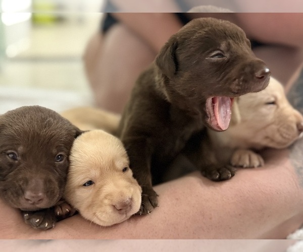 Medium Photo #2 Labrador Retriever Puppy For Sale in FORT LAUDERDALE, FL, USA