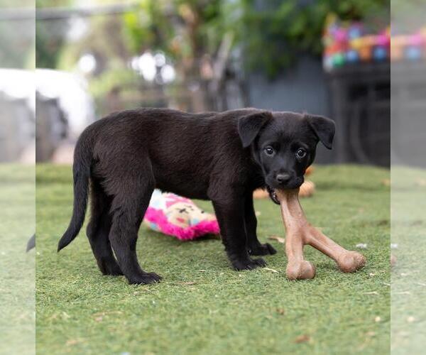 Medium Photo #2 Labrador Retriever-Unknown Mix Puppy For Sale in San Diego, CA, USA
