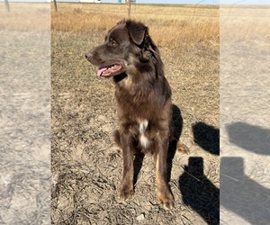 Father of the Australian Shepherd puppies born on 09/30/2025