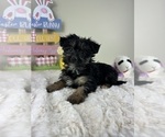 Small #2 YorkiePoo